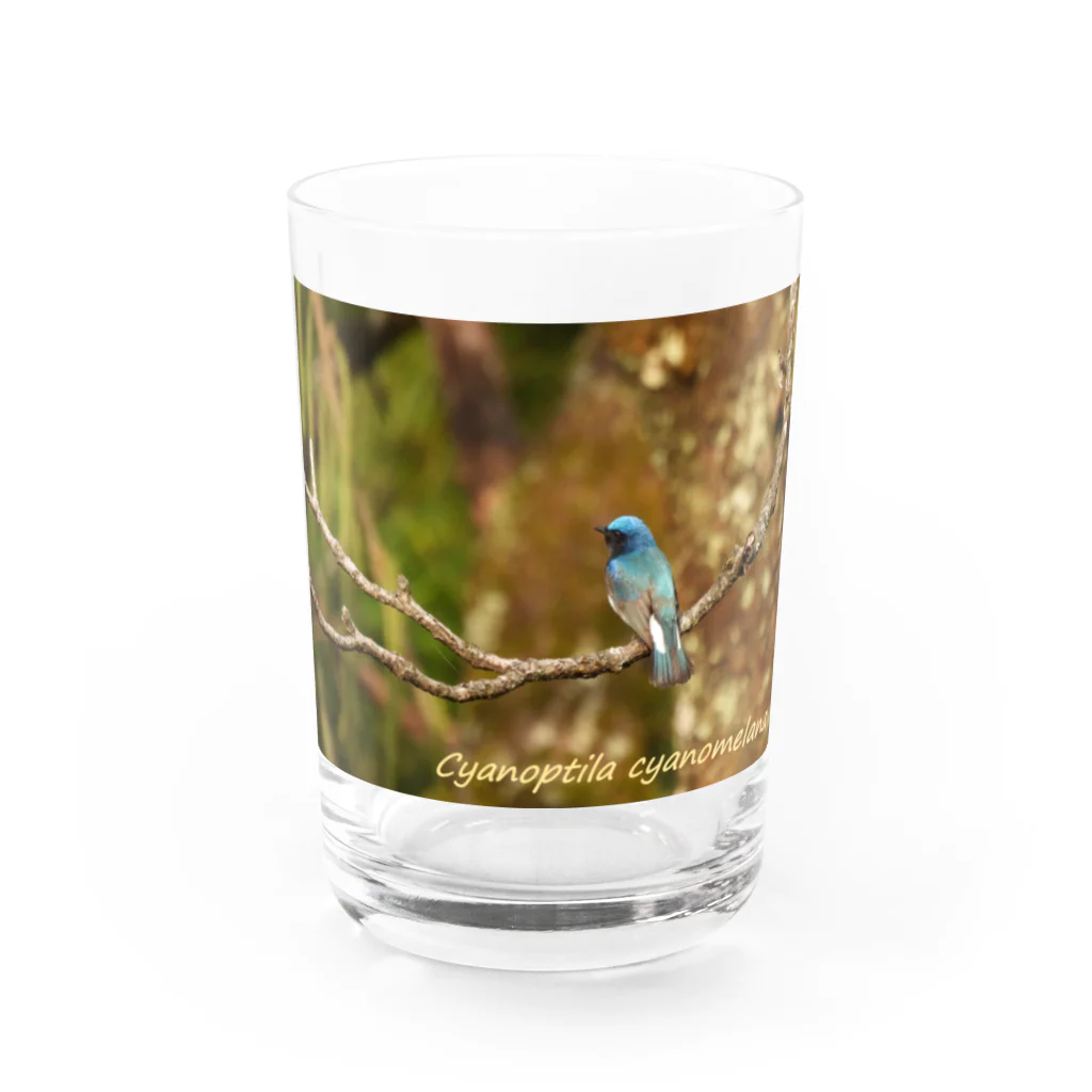 emiemieのオオルリ（学名入り） Water Glass :front