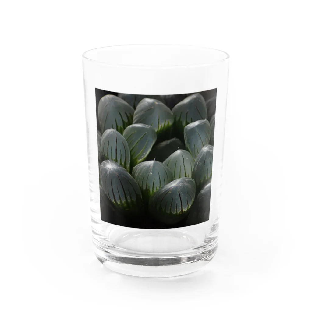 aomatuのハオルチア　オブツーサ系4「ドドソン紫オブツーサ」 Water Glass :front