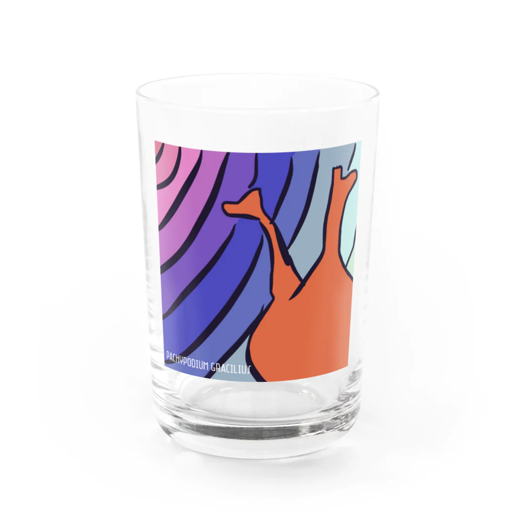 パキポキさんのPachypodium Gracilius  Water Glass :front