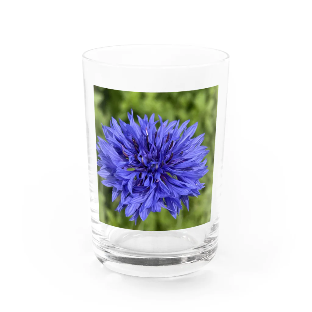 あゆのしおやきのヤグルマギク(青) Water Glass :front