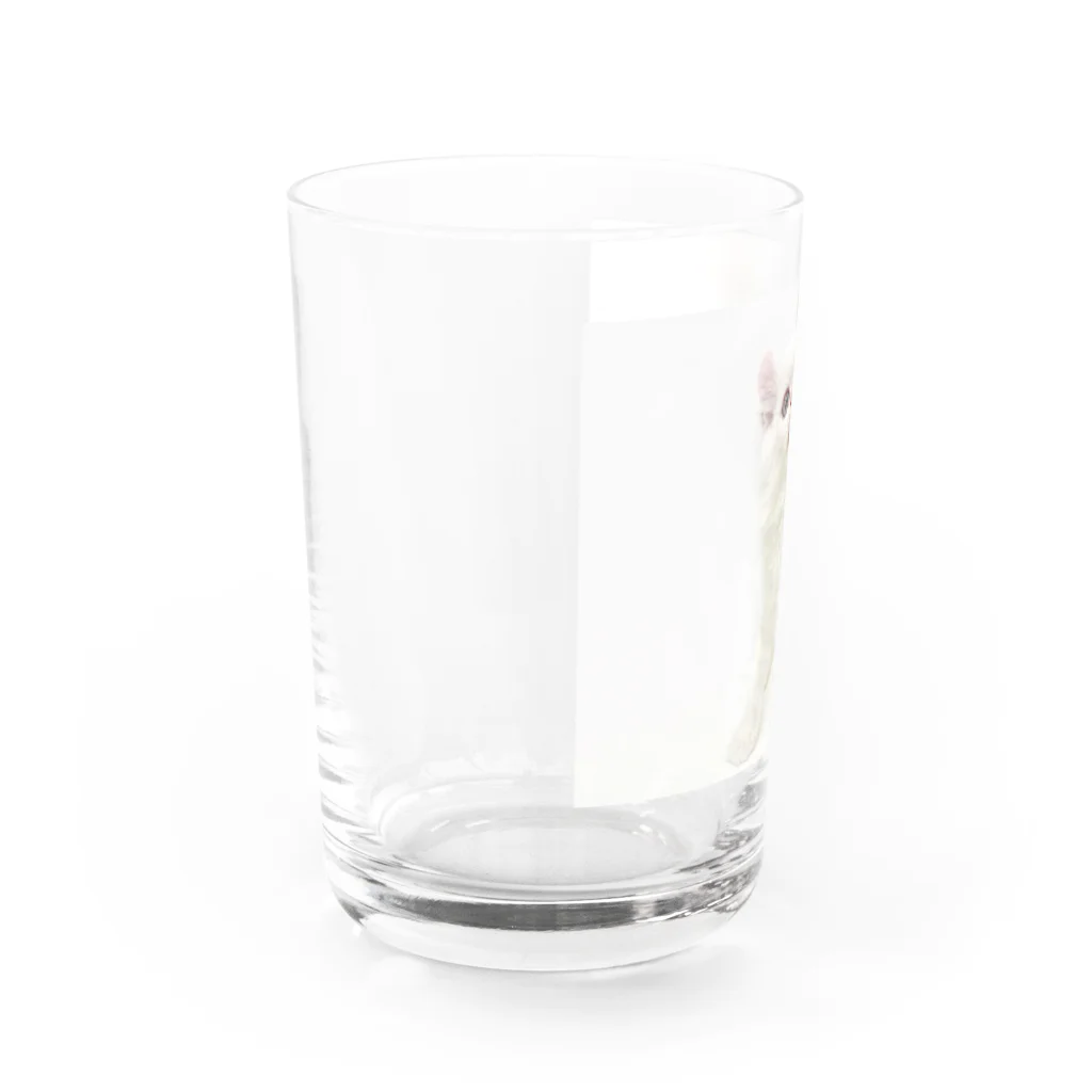 Milkoftheguineapigの白猫 Water Glass :left