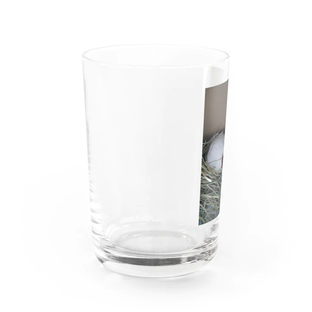 Milkoftheguineapigのモルモットのイヴさん Water Glass :left