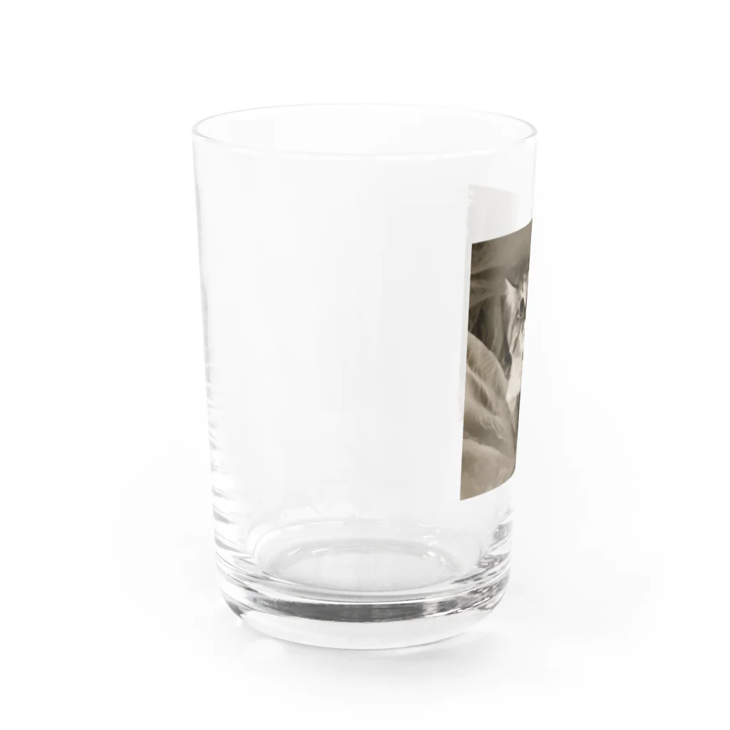 Kitty-Kitty(キティキティ)のどんぐりおめめの福ちゃん Water Glass :left