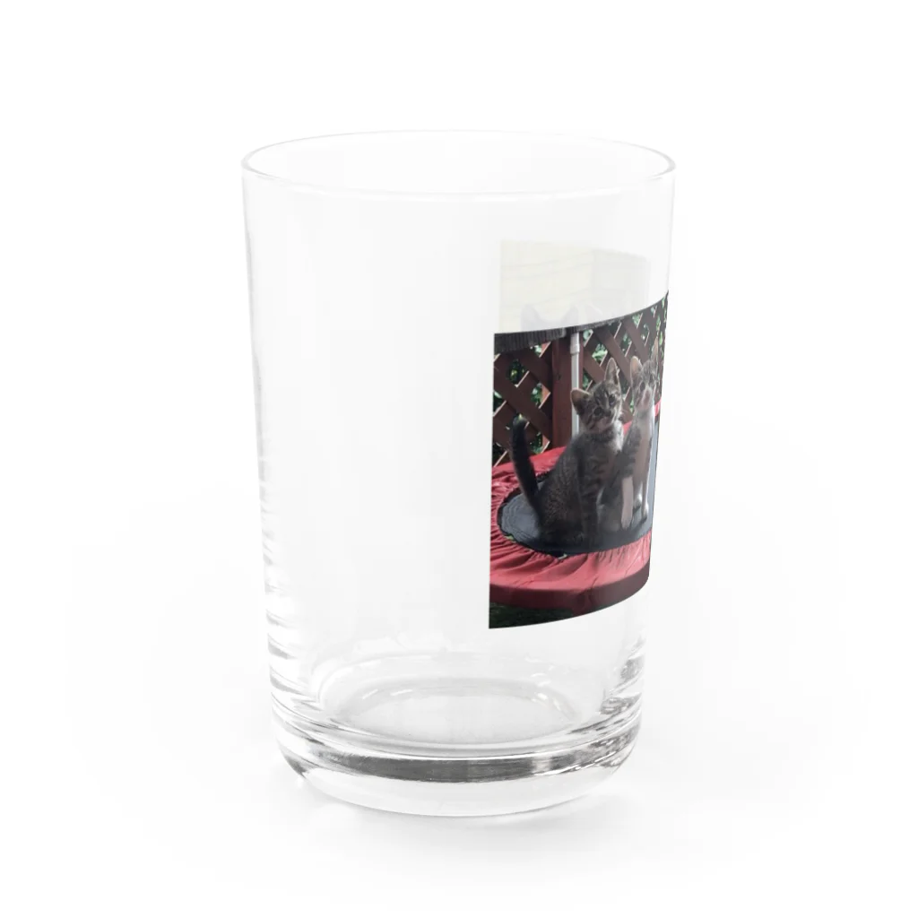 Linlin Houseの子猫 コキジちゃんfive Water Glass :left