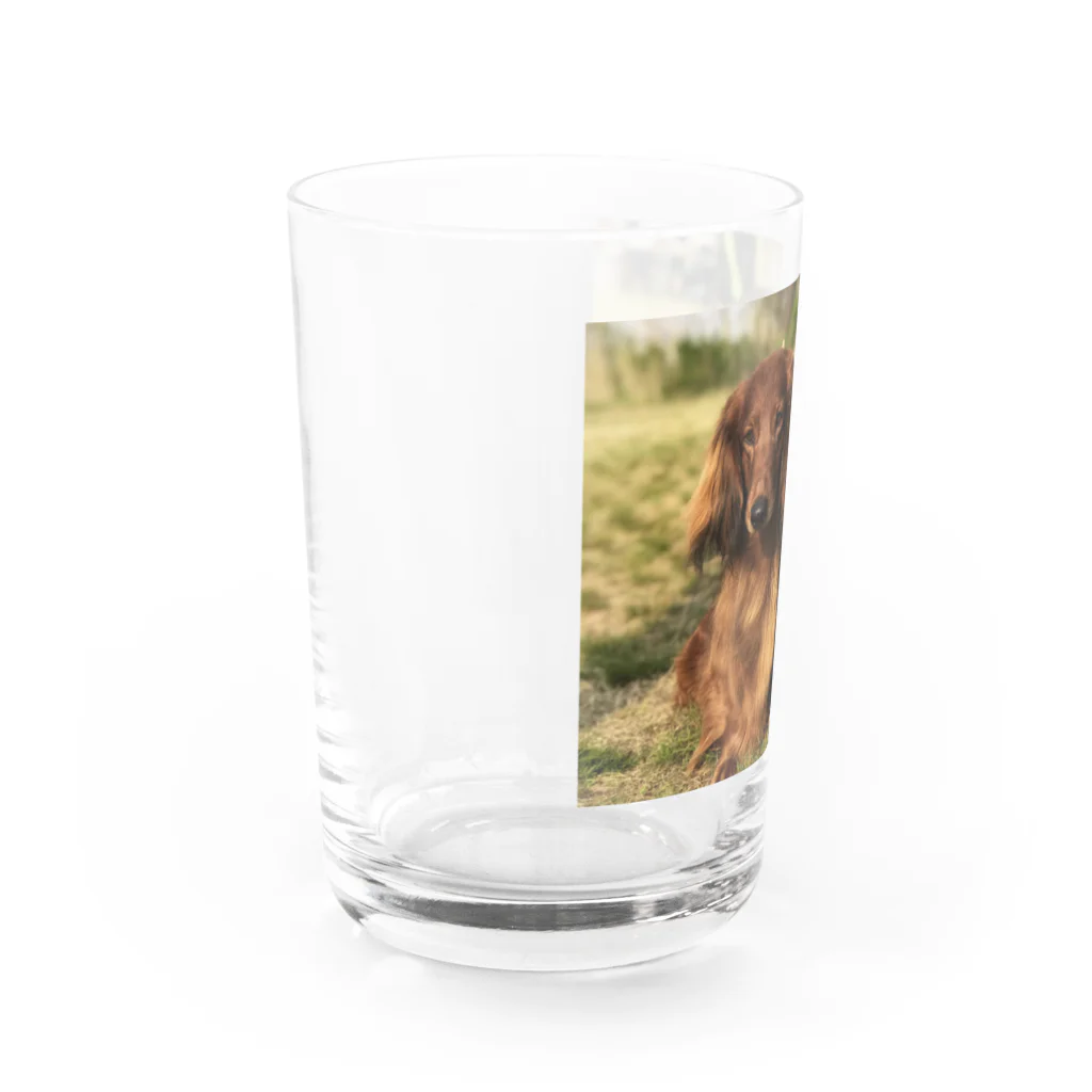 ドッグハウスベティのスタンダードダックス兄妹 Water Glass :left