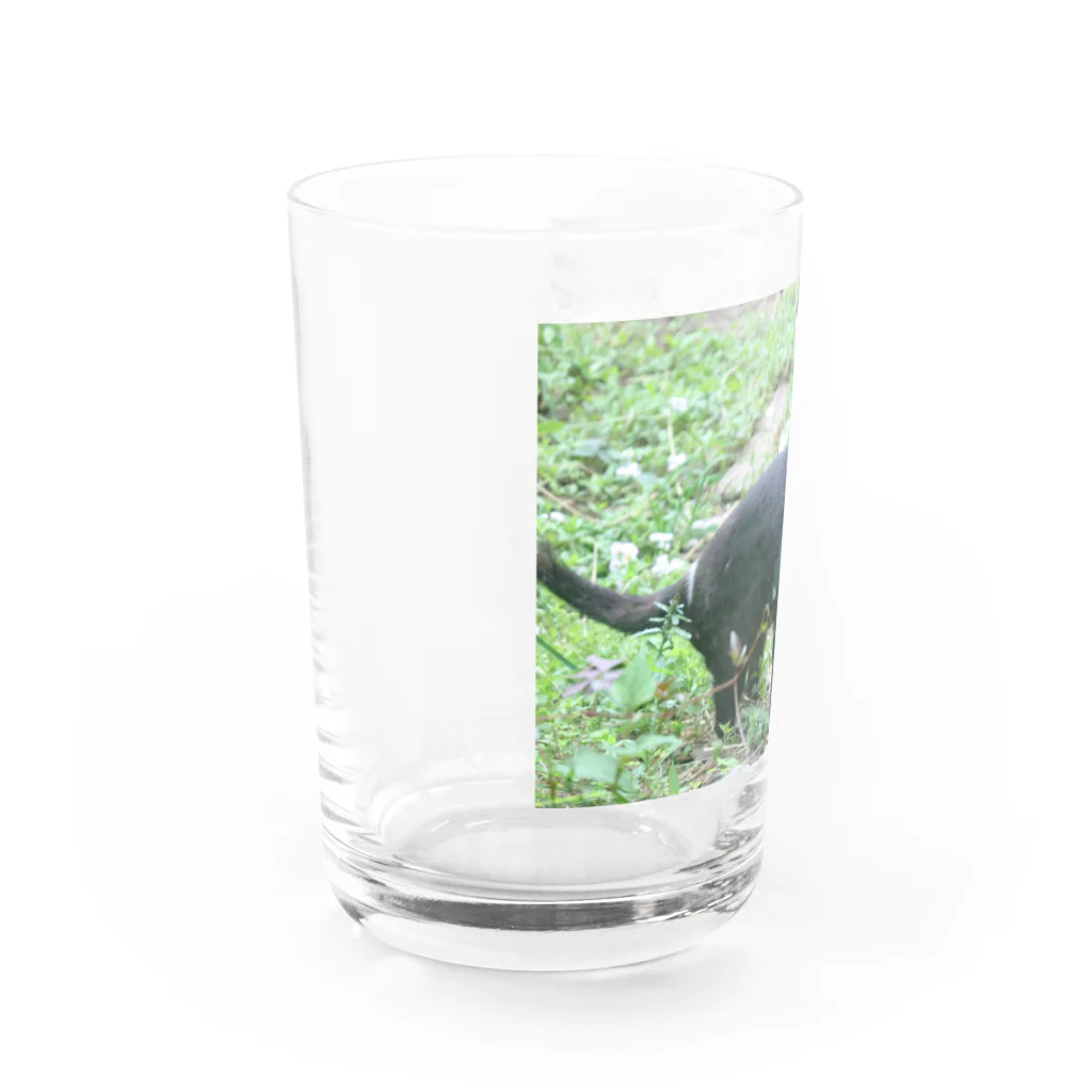 三毛猫のハシモトのタスマニアデビル(横) Water Glass :left