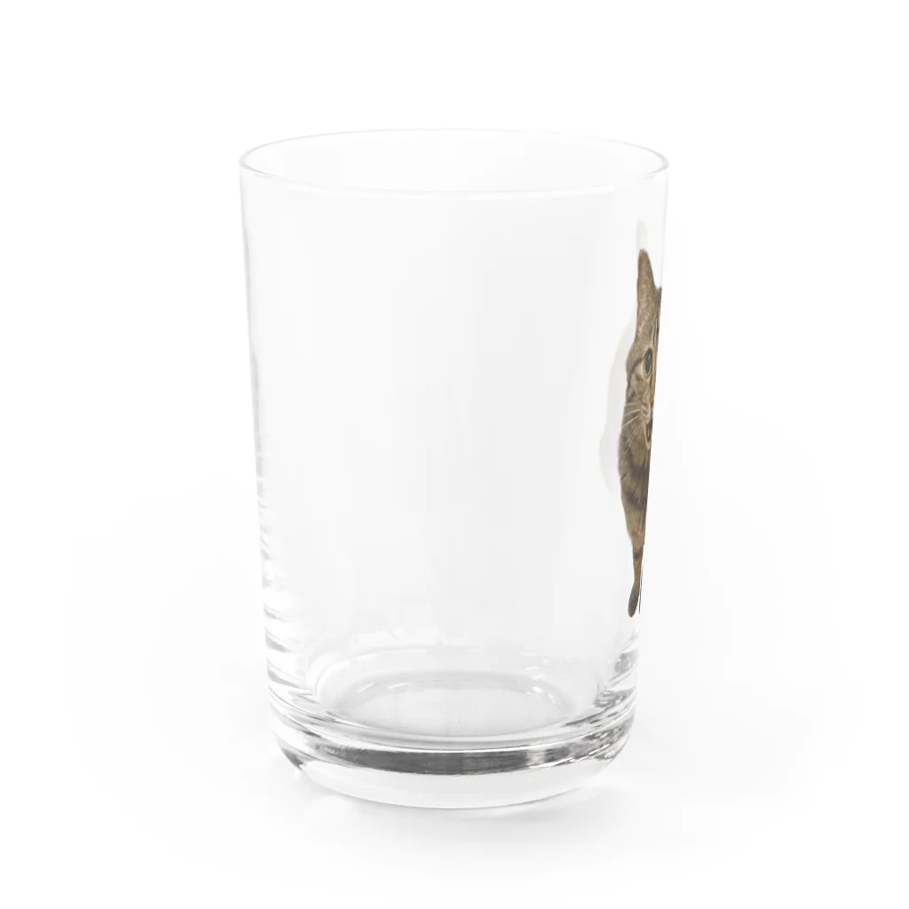 appetoppeの史上最強に可愛いキジトラのソラがおやつのおかわりをねだる！ Water Glass :left