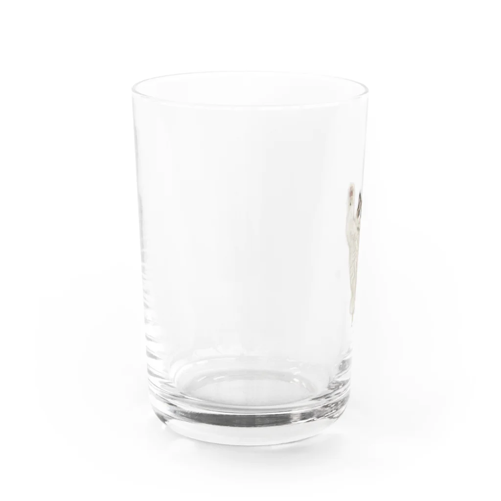 ラグドールのおうちの万歳ネコ Water Glass :left