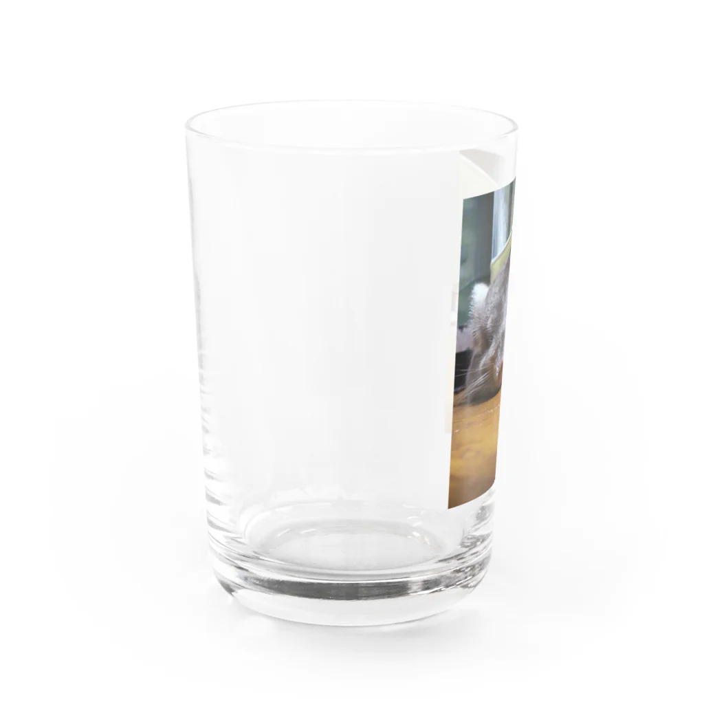 マロンのチンチラティモ Water Glass :left