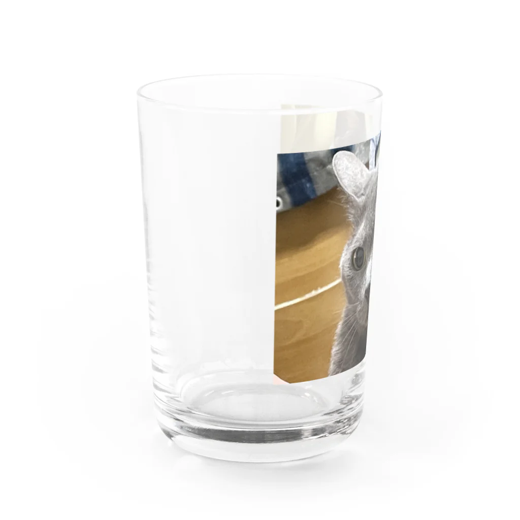 あこの実家の猫 Water Glass :left