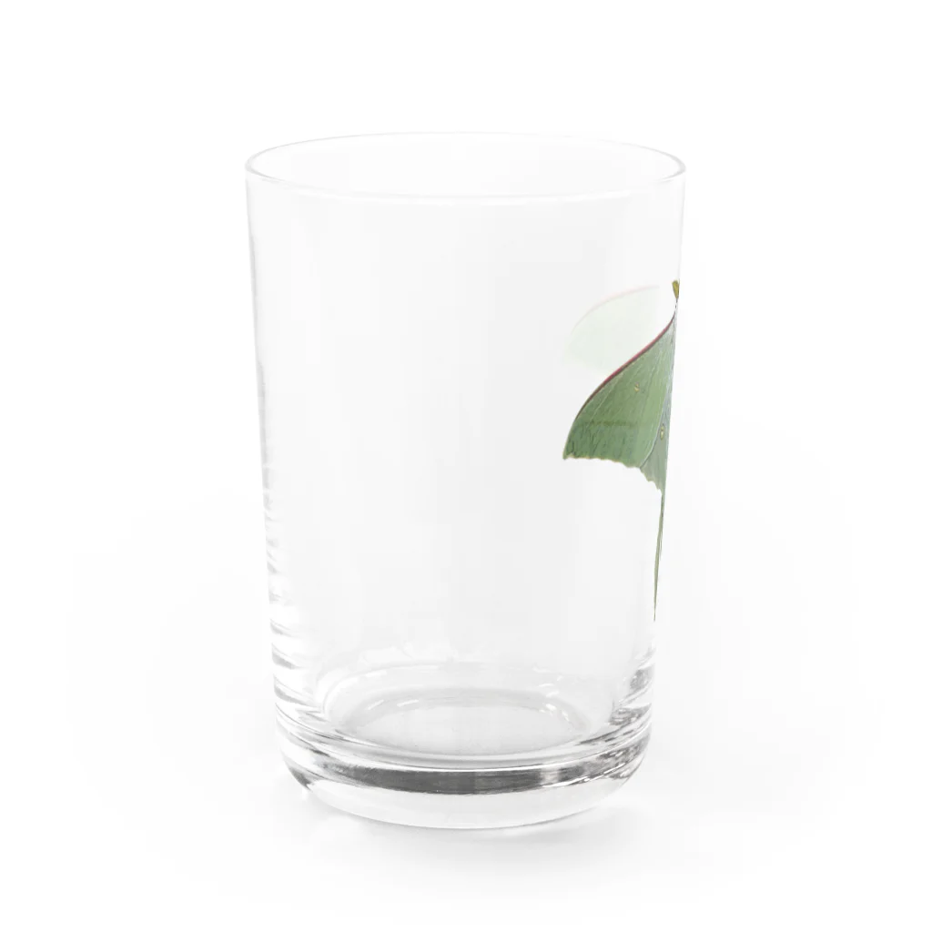 たまぴゃのオナガミズアオ Water Glass :left