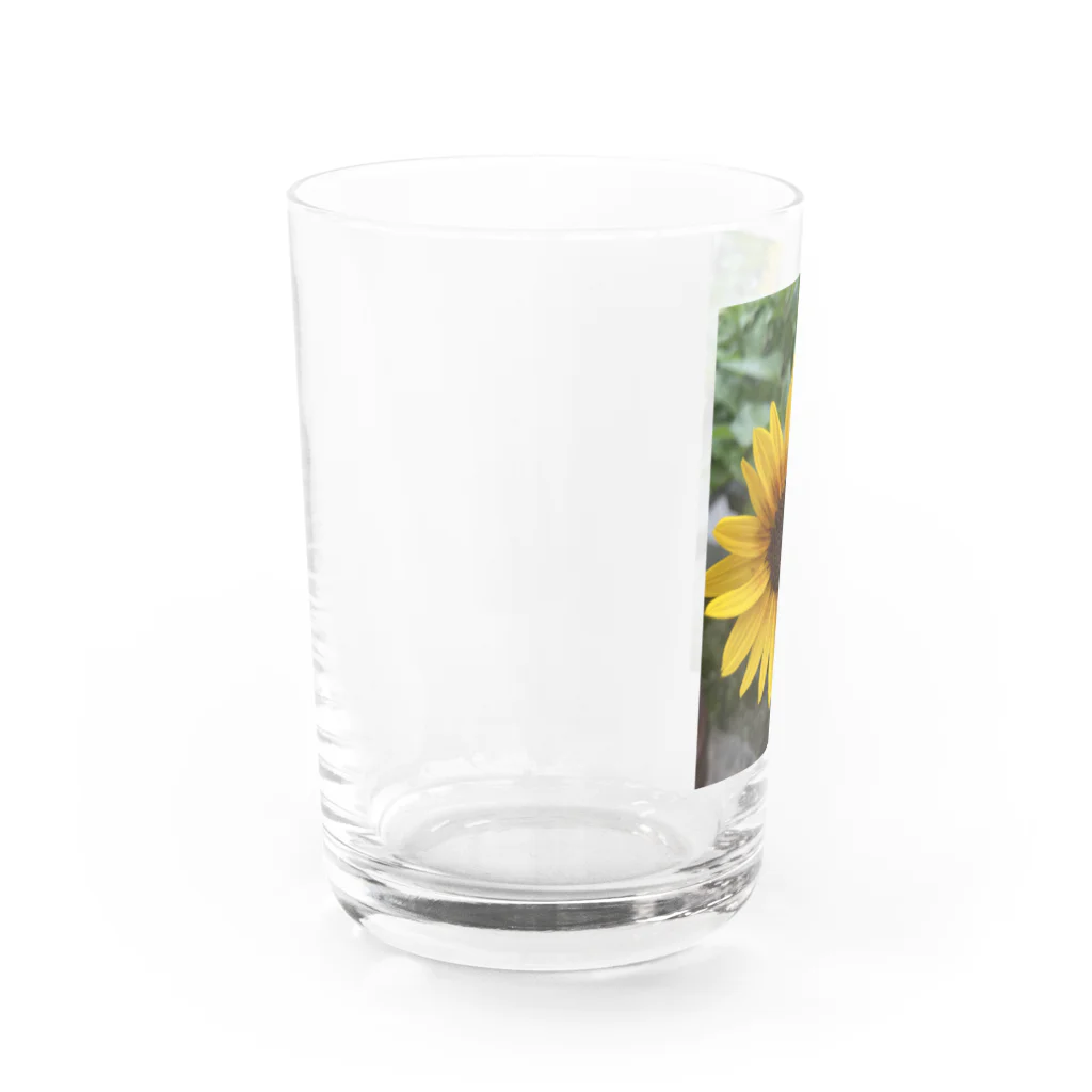 ま〜ぶる　ま〜ぶるのちょっぴり　まぶしい　ひまわり Water Glass :left