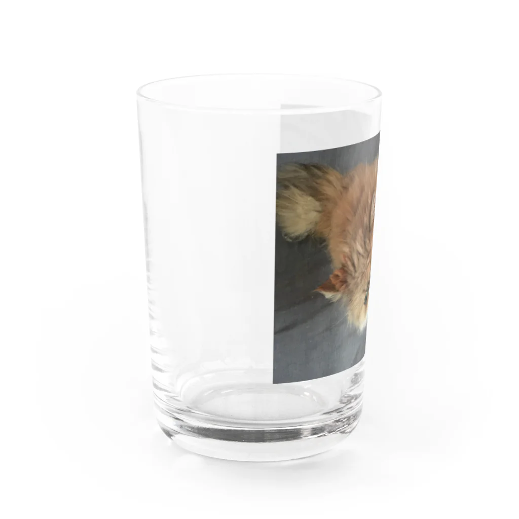 ぶちゃ猫・茶々丸オフィシャルショップのぶちゃ猫・茶々丸 Water Glass :left