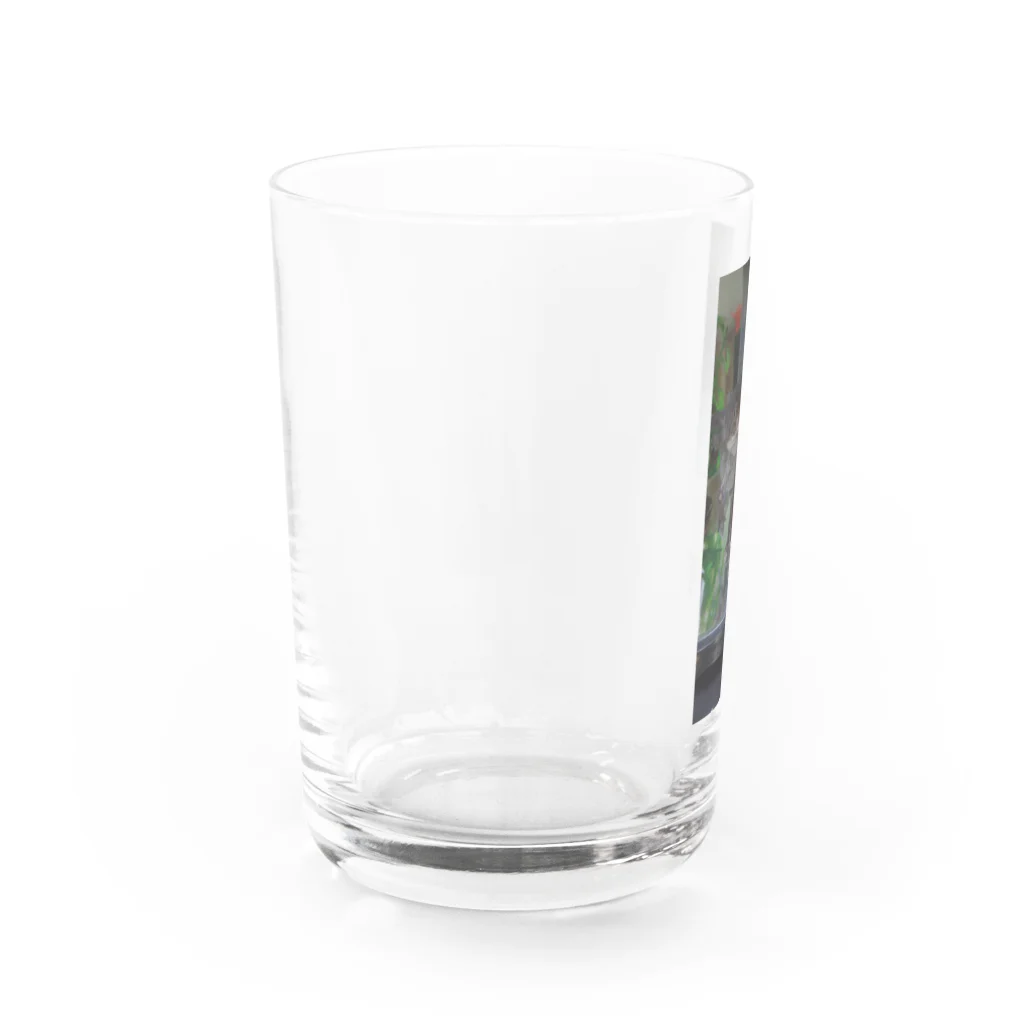 sorasora-のウーパールーパー　仲良しコンビ Water Glass :left