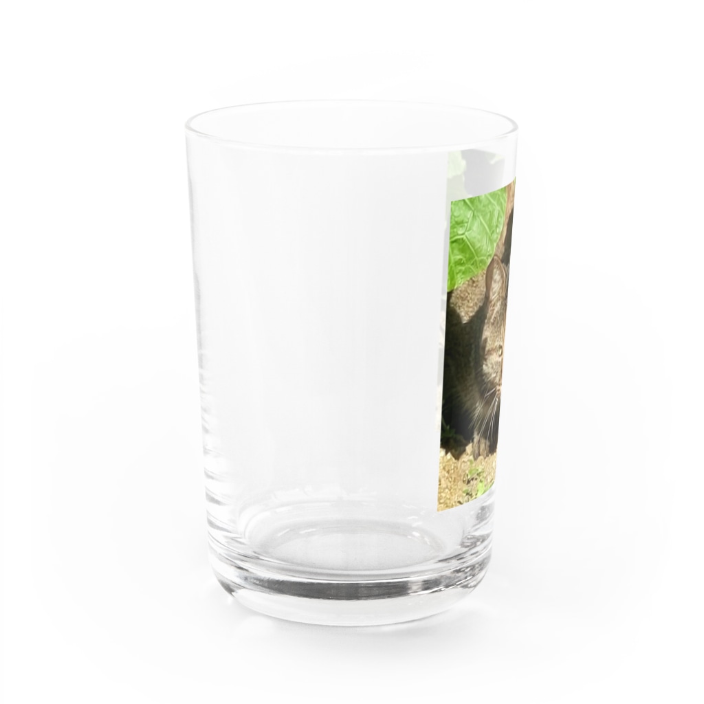くまくま農園の野生の雉虎 Water Glass :left