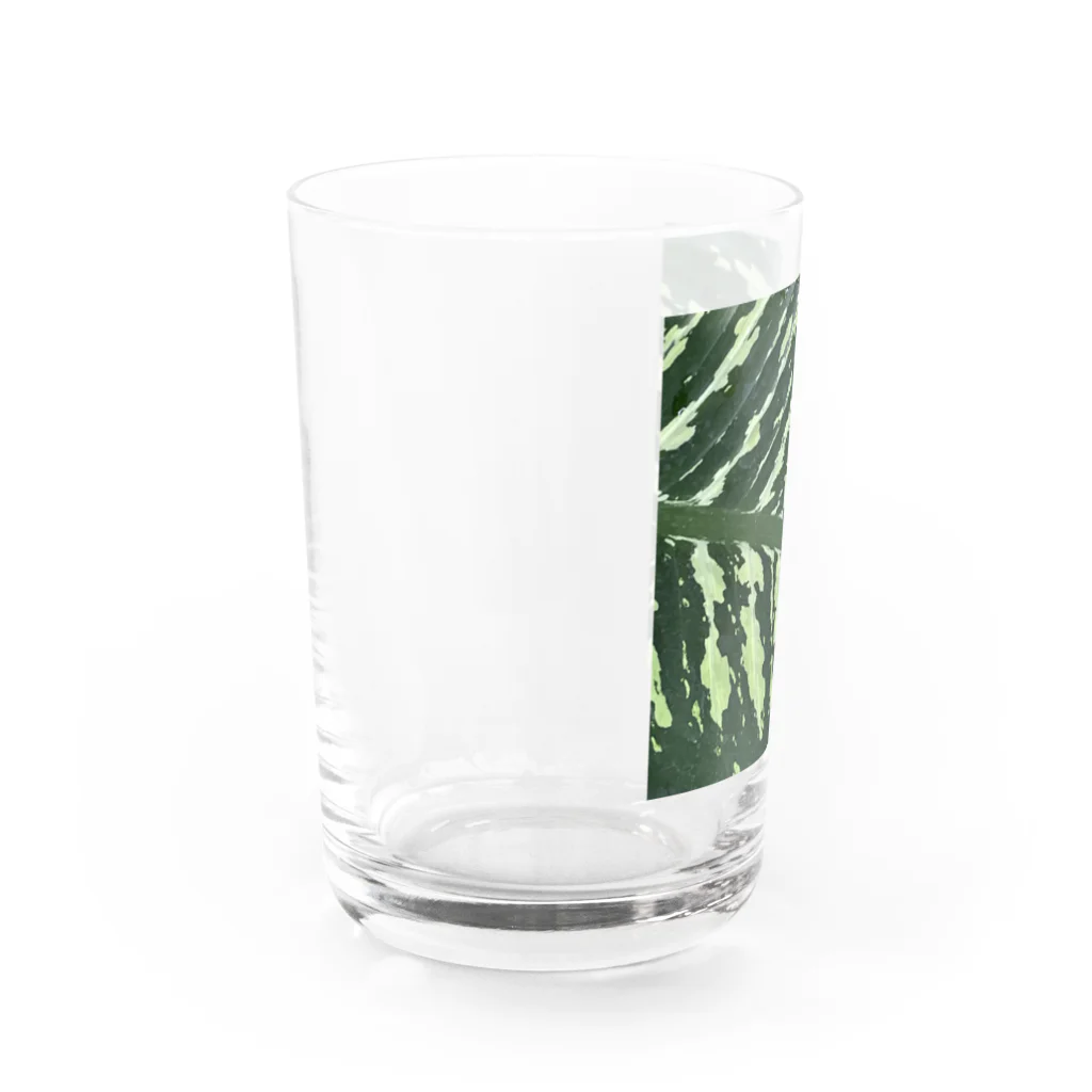 after the rainの斑入りの葉 Water Glass :left