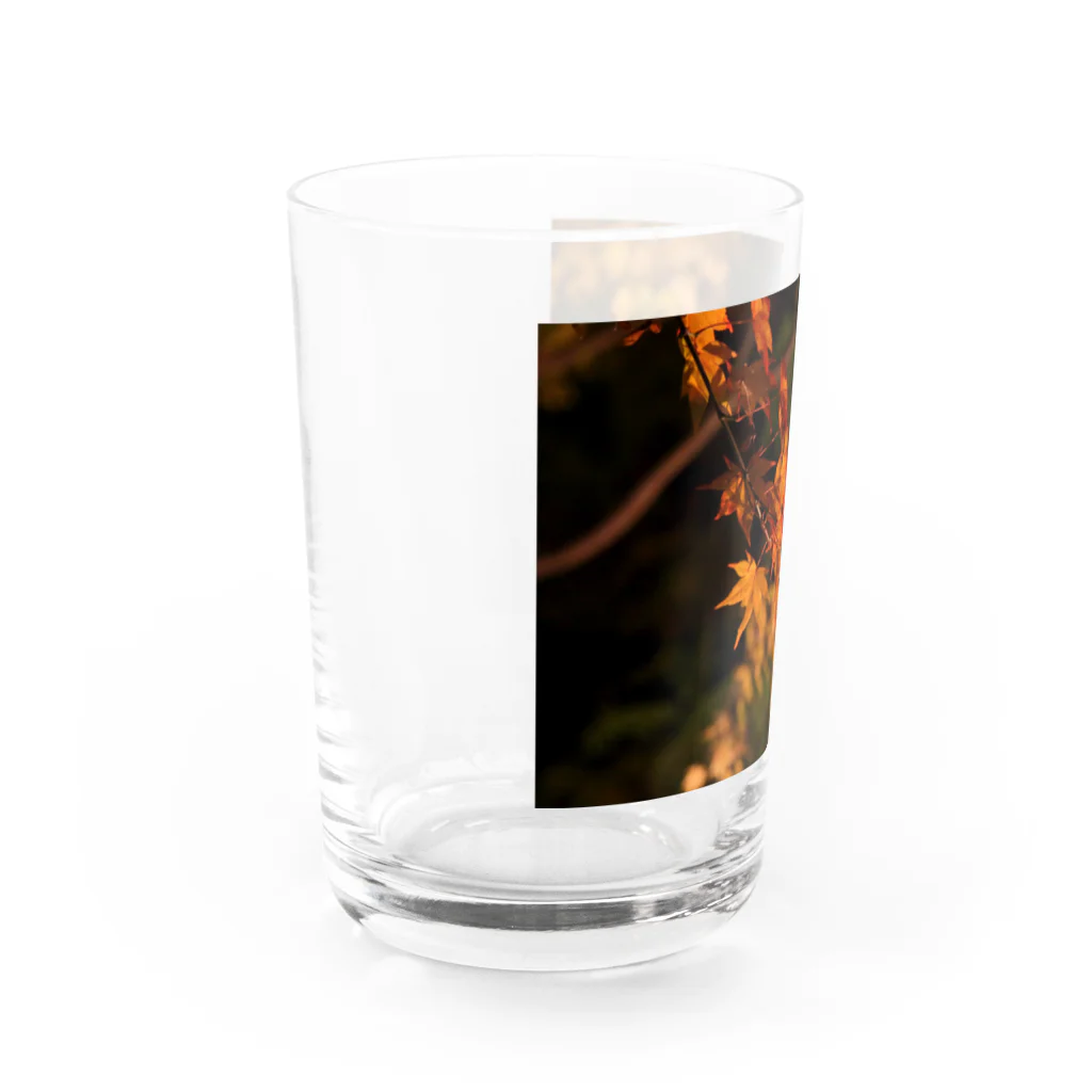 nokkccaのライトアップ紅葉 - Japanese maple(night shot) - Water Glass :left