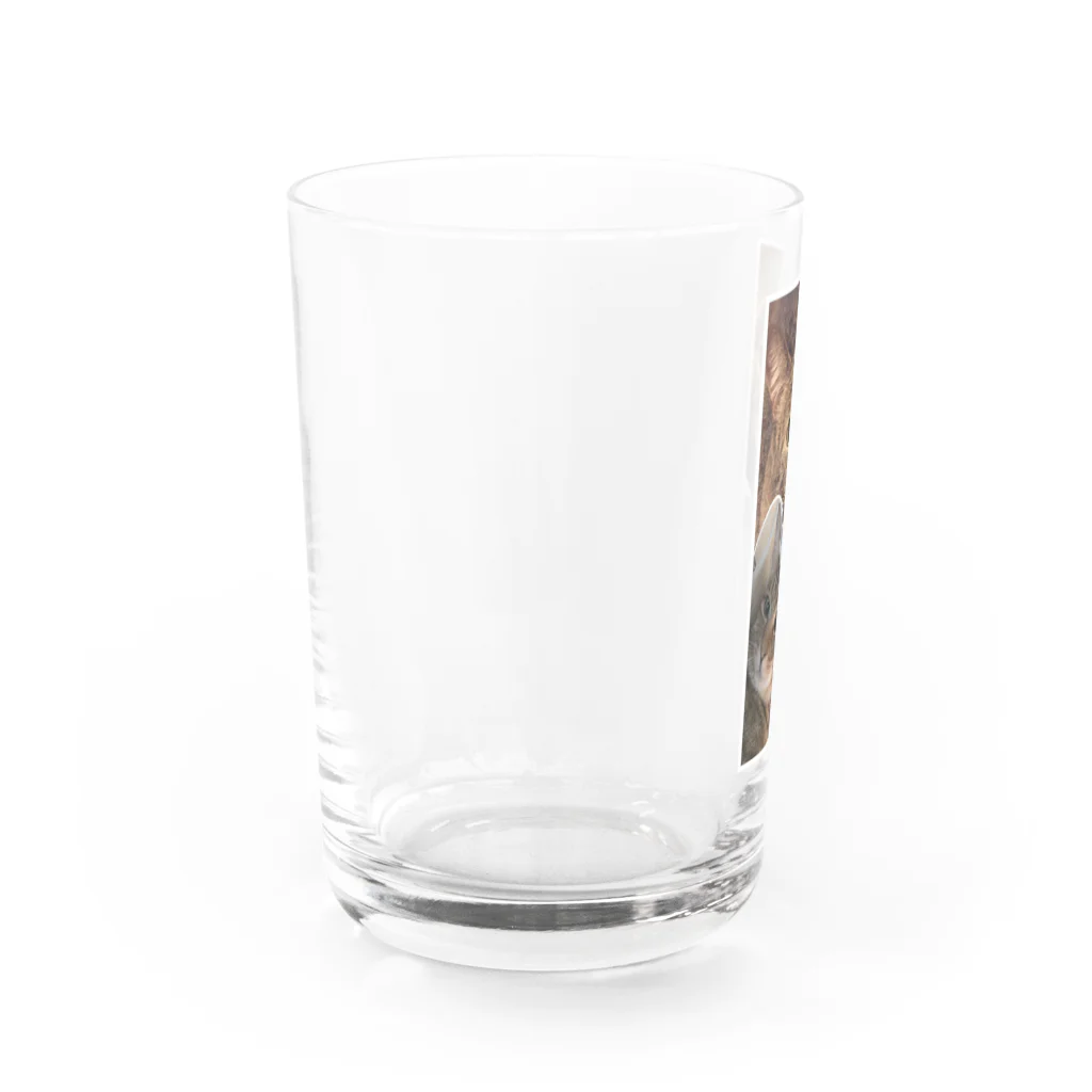 やまねこにゃのギジトラガールズ Water Glass :left