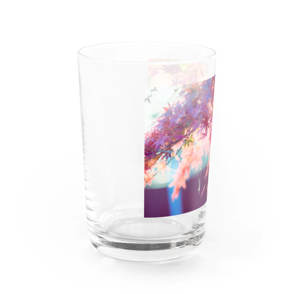 最終進化的量産型良のユメノコウヨウ Water Glass :left