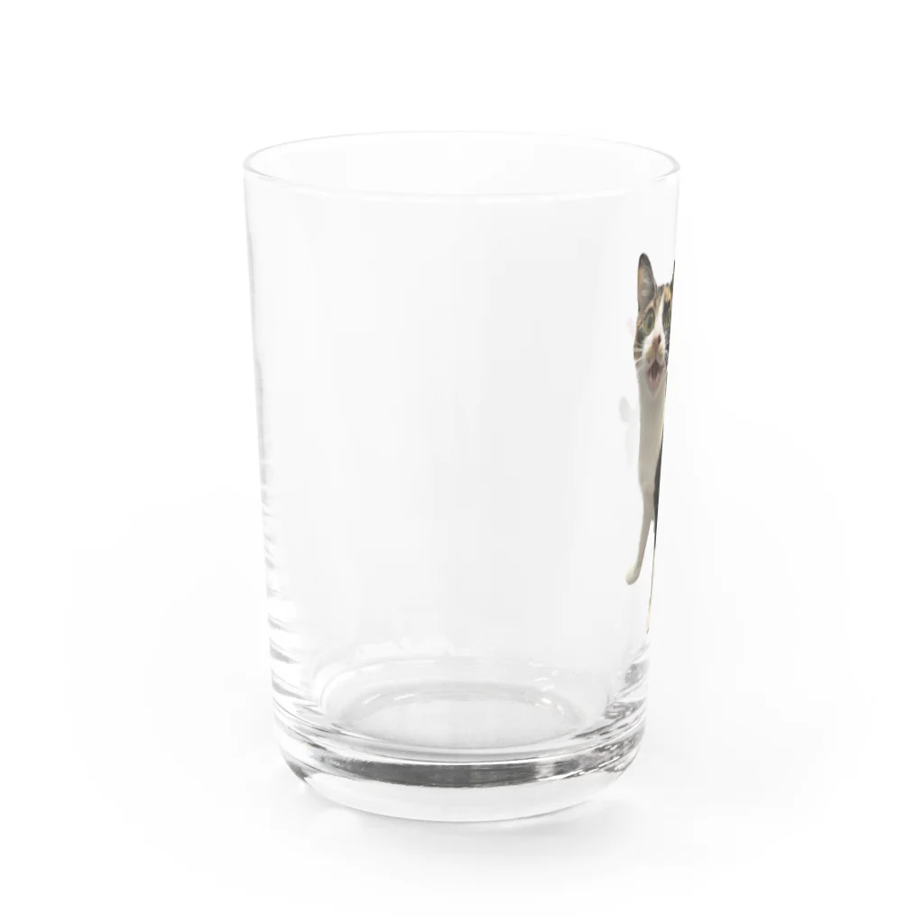 三毛猫tetoteの三毛猫teto 「meow!」 Water Glass :left