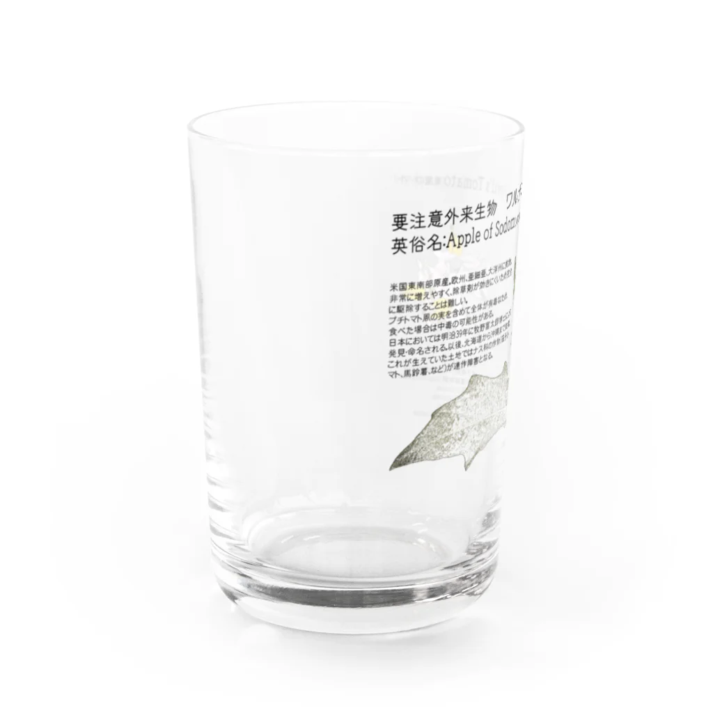 植物の絵師「洋子」の店の要注意外来生物_ワルナスビ Water Glass :left