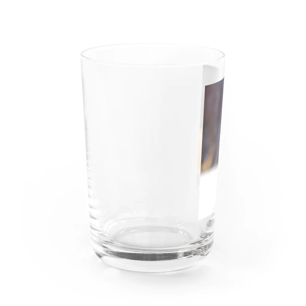 cow_cherry blossomsのNature of Hokkaido(Fox) Water Glass :left