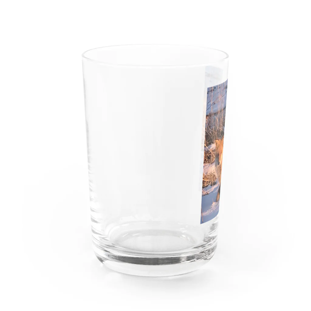 空屋　sorayakusakaの202201010715000　朝日の中のキタキツネ Water Glass :left