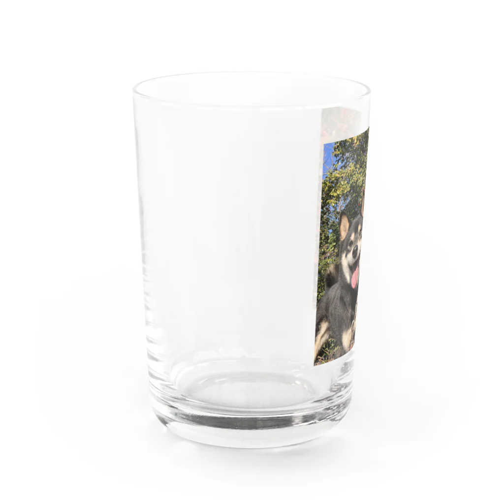 柴犬けんたろー。の柴犬のけんたろー Water Glass :left