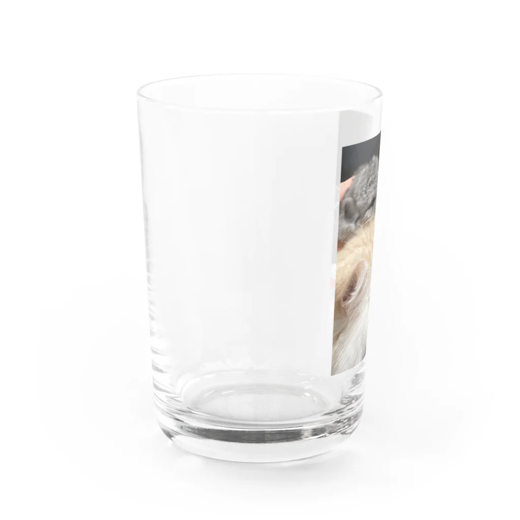 猫とチンチラとポメのみるくさんとチンチラの赤ちゃん Water Glass :left