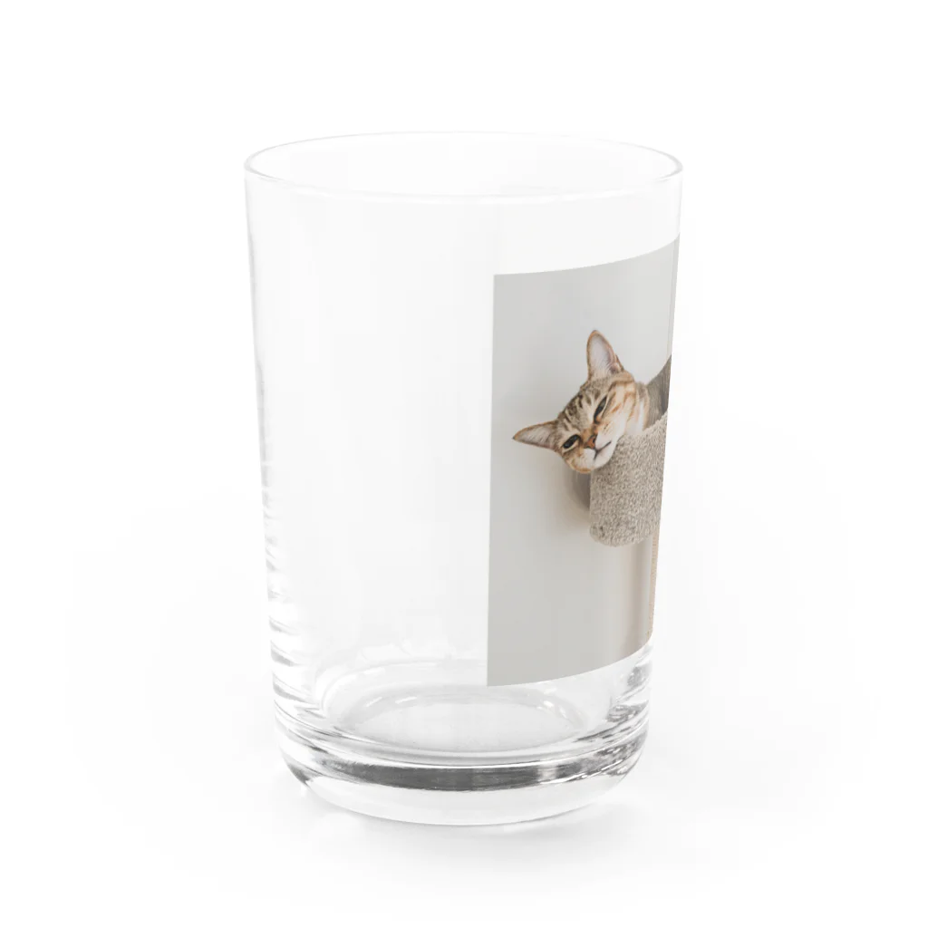 gaga_the_catのねむいガガ Water Glass :left