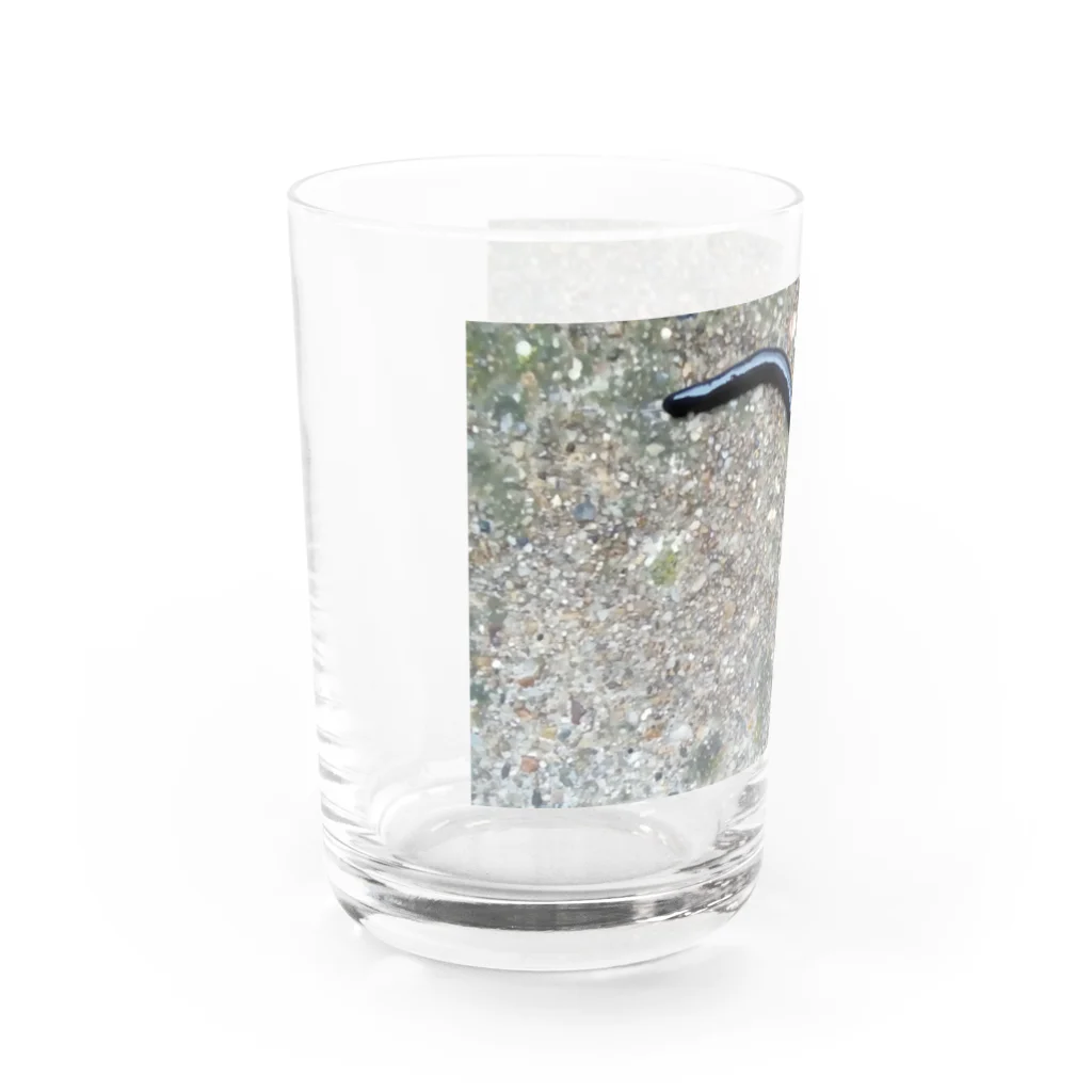 月澄狸のクロイロコウガイビル Water Glass :left