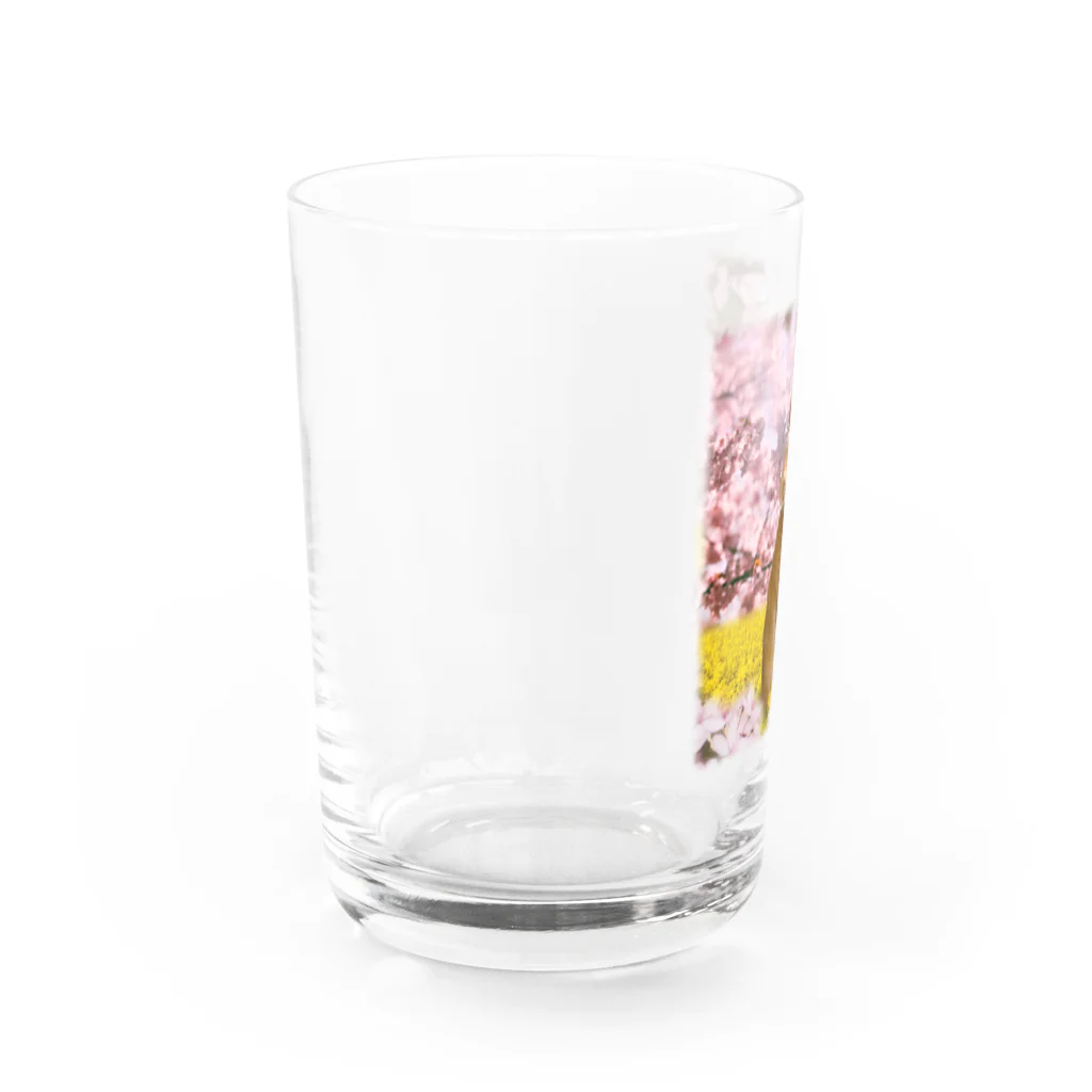 うさぎのうみちゃんねるショップのお花見うさぎ-うさぎのうみ Water Glass :left