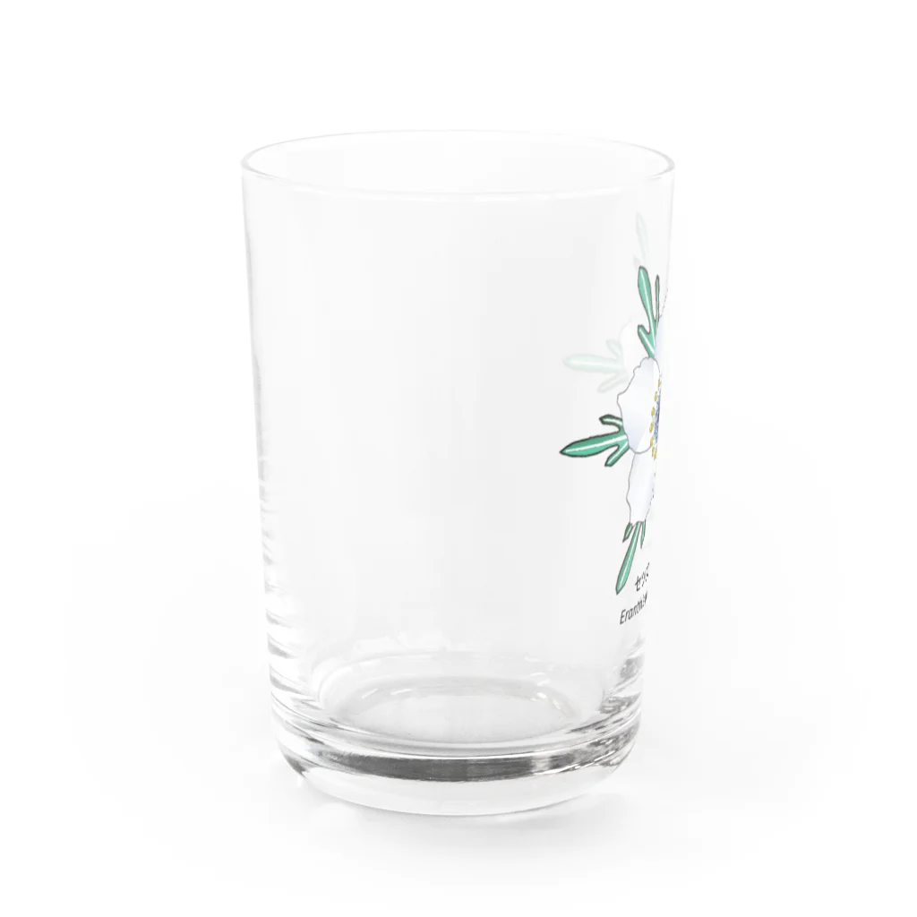 アデニウム(花・植物)のセツブンソウ(節分草) Water Glass :left