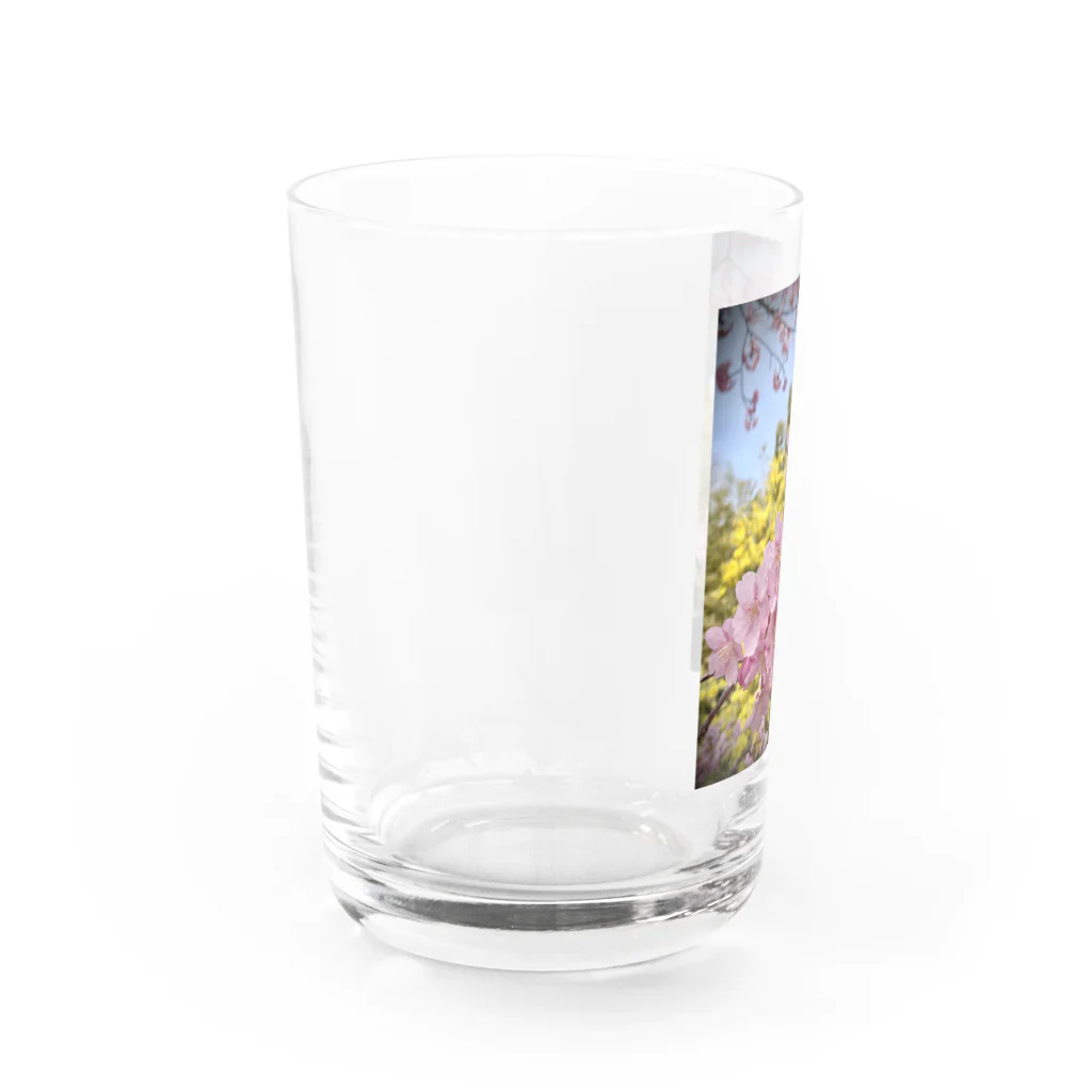 大地原農園@小豆島の河津桜×ミモザ  Water Glass :left