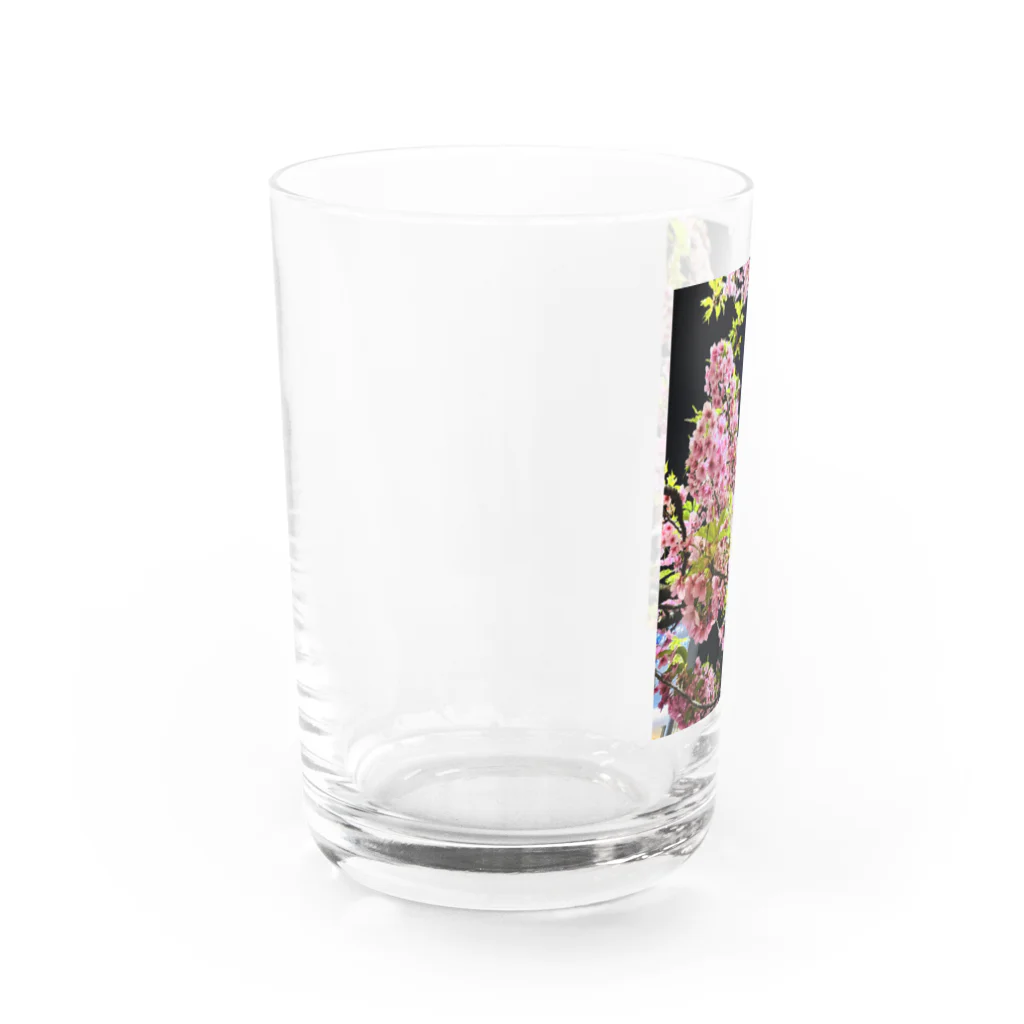 カンボジア人の店のスカイツリー&夜桜コラボ Water Glass :left