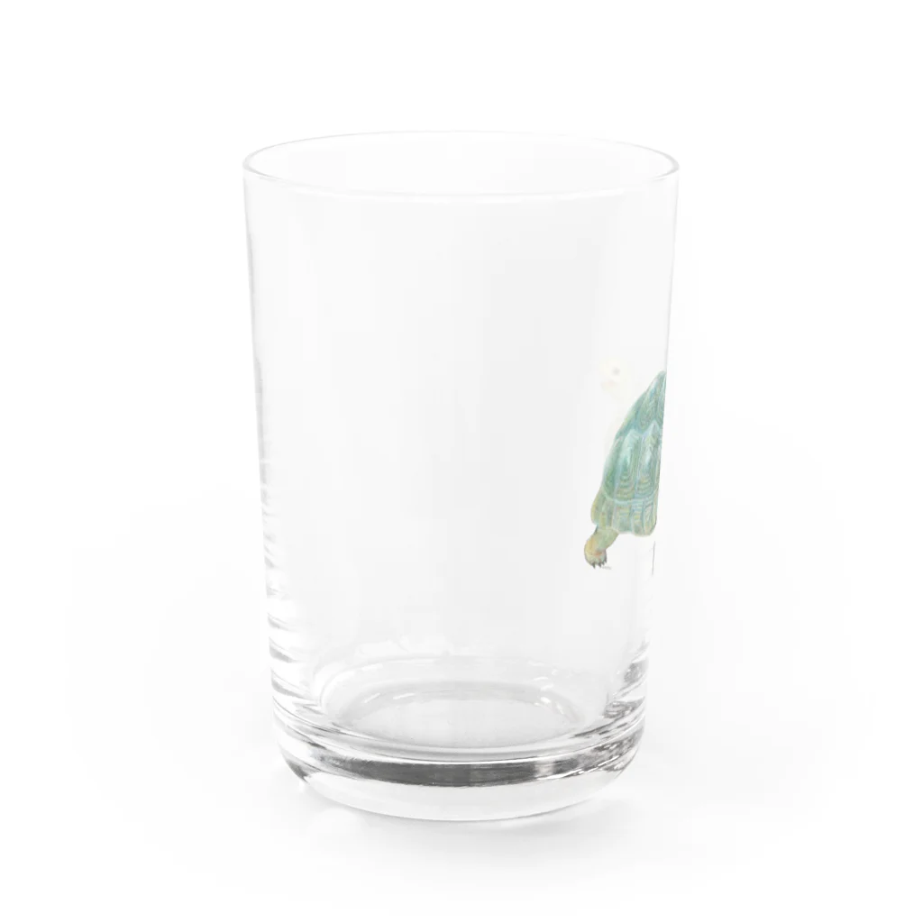 めろんぽっぷのお店だよの踏みだせ、アルダブラゾウガメ 。 Water Glass :left