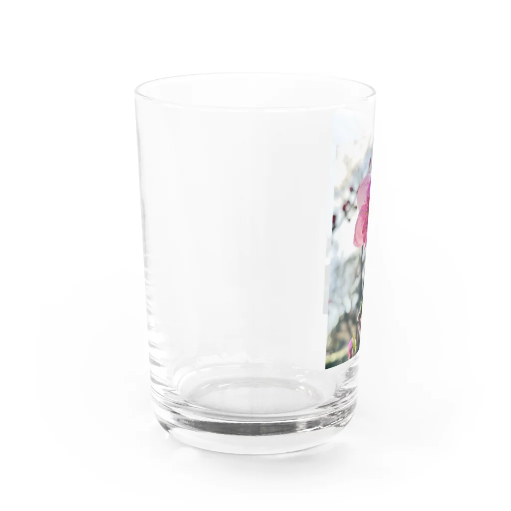 hukuchiyan7611の八重咲の梅 Water Glass :left