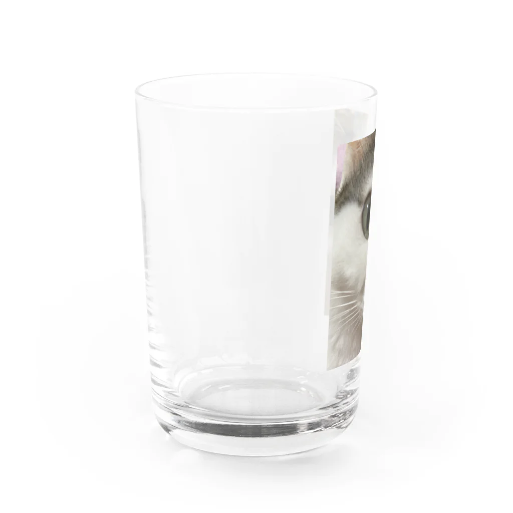 わが家の猫山さん。の猫山さん。はるがきた。 Water Glass :left