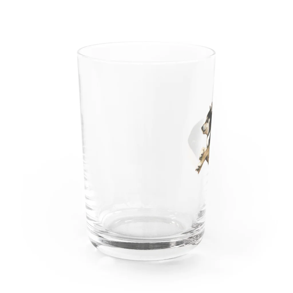 achahiの黒柴犬　ジョシーバ　癒し Water Glass :left