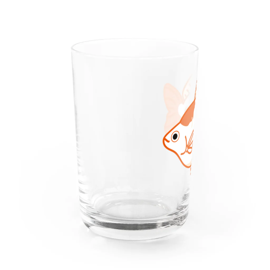 piccolo-acquarioの金魚「福だるま」 Water Glass :left