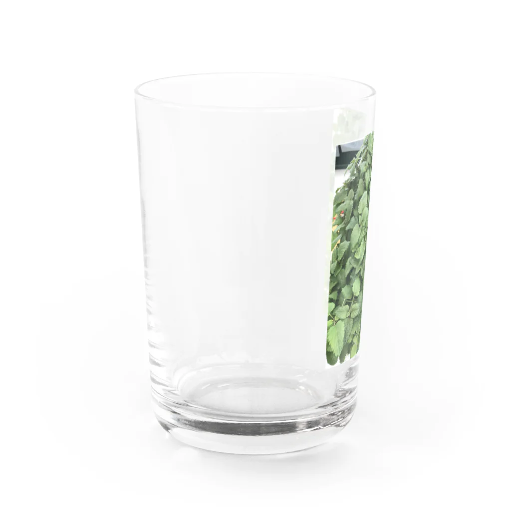 shiori002のレモンバームくん Water Glass :left