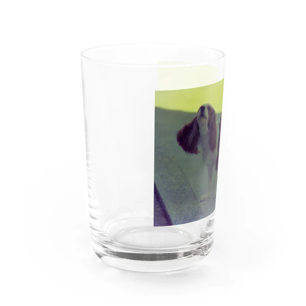 Robin_Hiroshimaの西条のお寺で出会ったワンコさん Water Glass :left