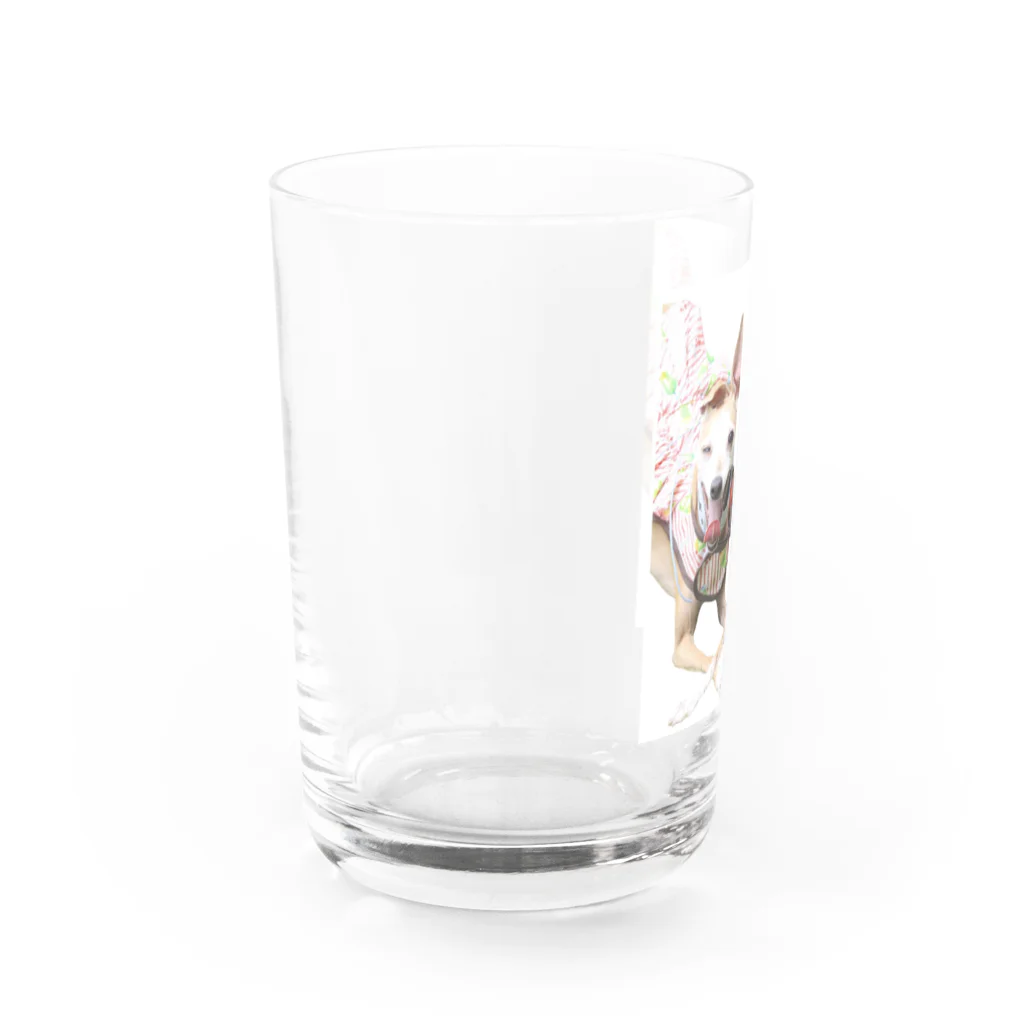 sarichamshopのイタグレのウィンク Water Glass :left