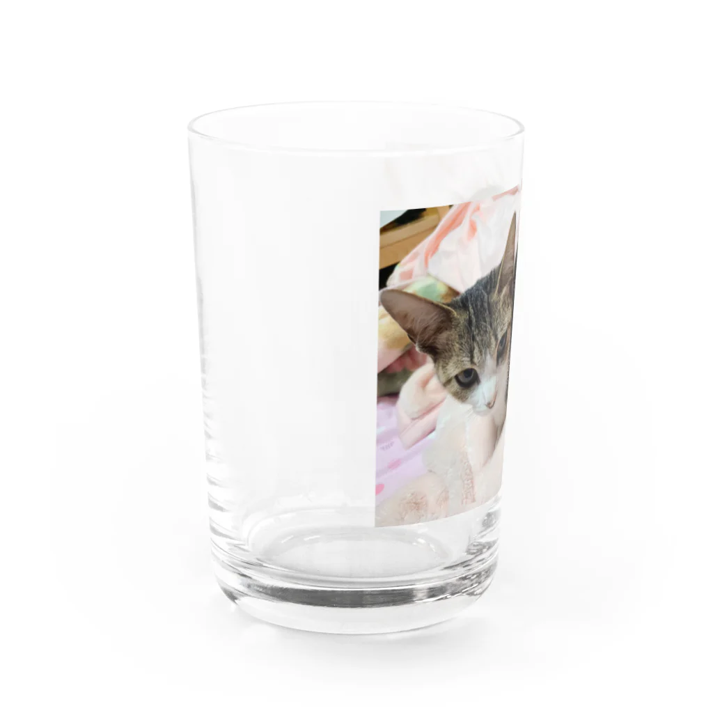 もふぐみ うちの子「とりゅふ」のとりゅふ Water Glass :left