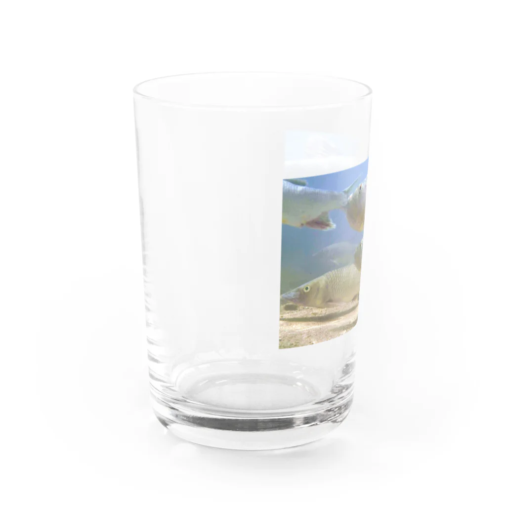 うきごりの琵琶湖の魚たち~ハスとニゴイ Water Glass :left