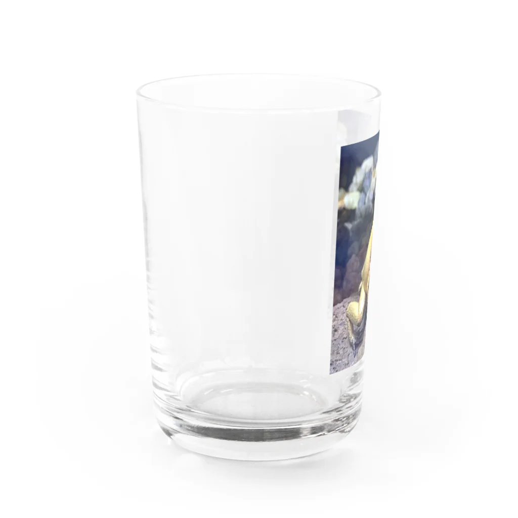 Lunallena のモウドクフキヤガエル Water Glass :left