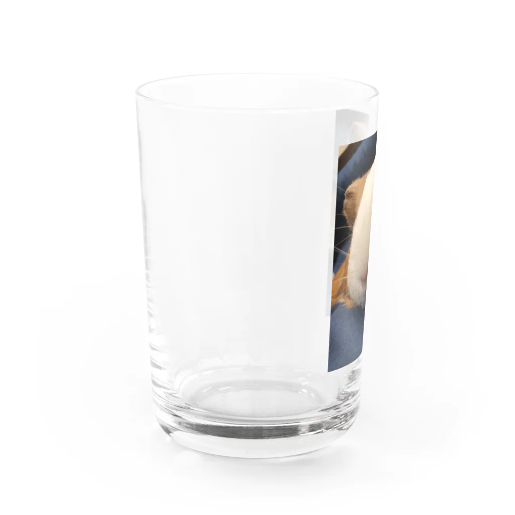 クリエイティブ ショップのドアップのモルちゃん Water Glass :left