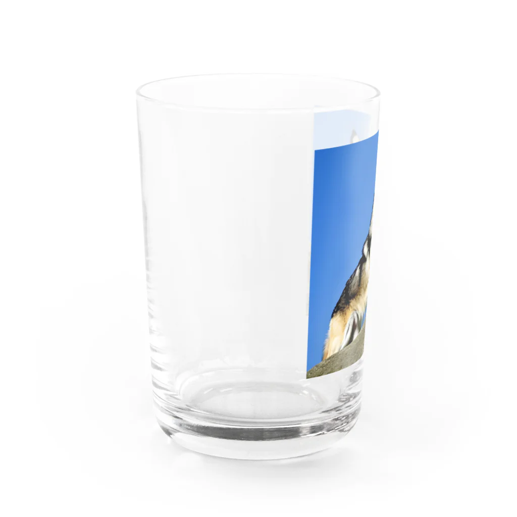 No planの吠えるオオカミ Water Glass :left