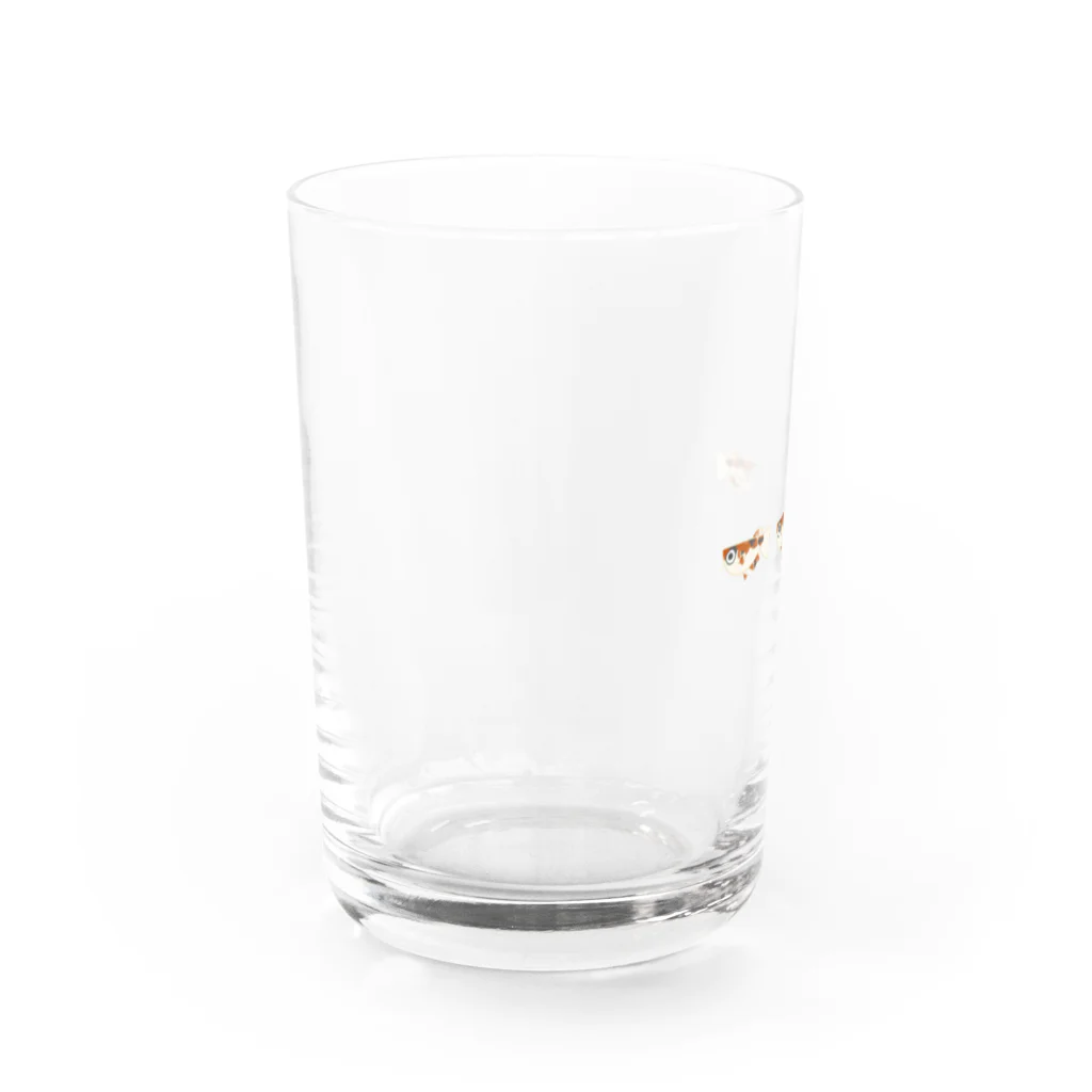 めだか屋あいなるのめだか屋あいなる　三色メダカ(３連) Water Glass :left
