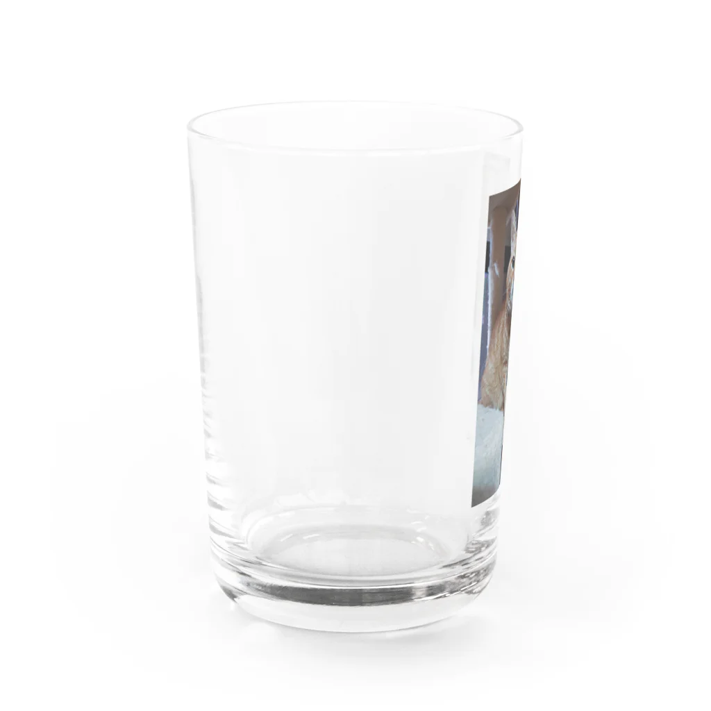 Yanyeの人懐っこくて可愛いりょうま Water Glass :left